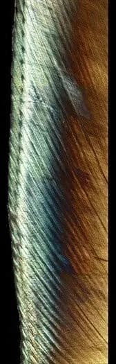 Human Enamel