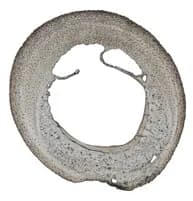 Mulatta LM, LUT, Polarized (provided separately)